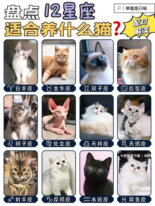 白羊座最适合养的宠物猫