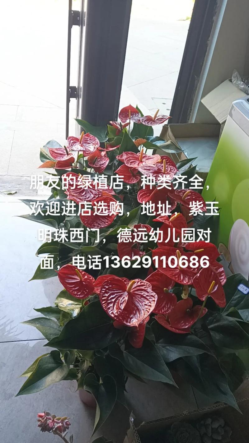 绿色植物店铺名字大全