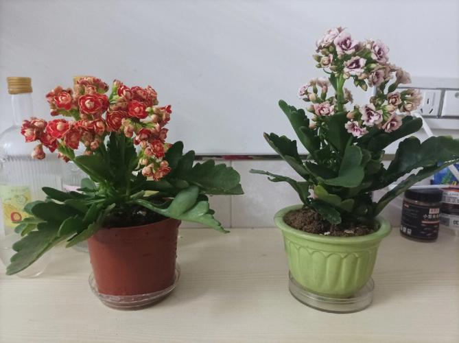 家里不能养什么植物和花