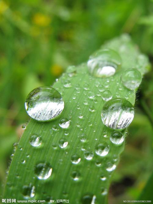 梦见露水,梦见身体被露水沾湿