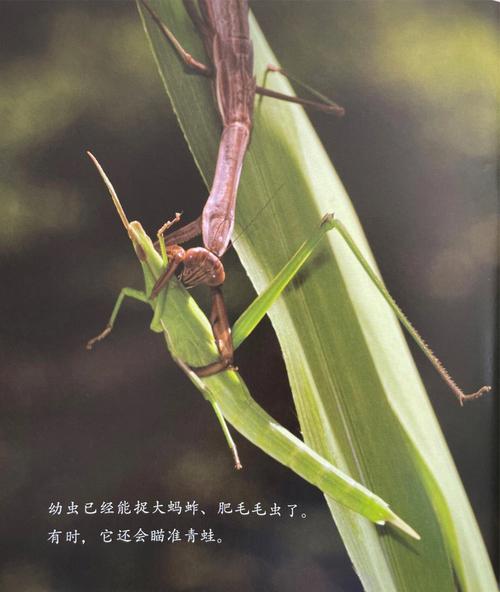梦见螳螂 梦见螳螂蚂蚱等昆虫