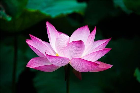 周公解梦梦见花开了
