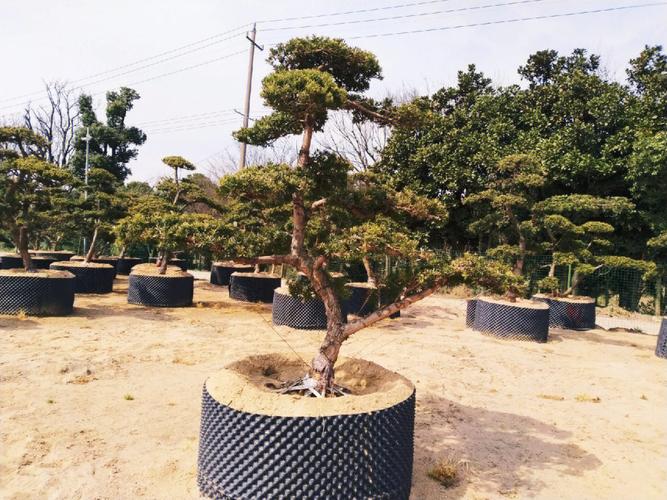 庭院的树什么时候砍好