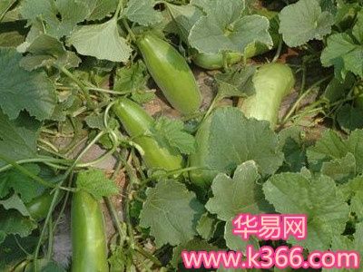 梦见瓜菜什么意思