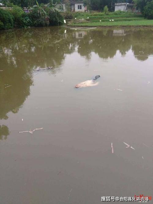 梦见河里漂着死人