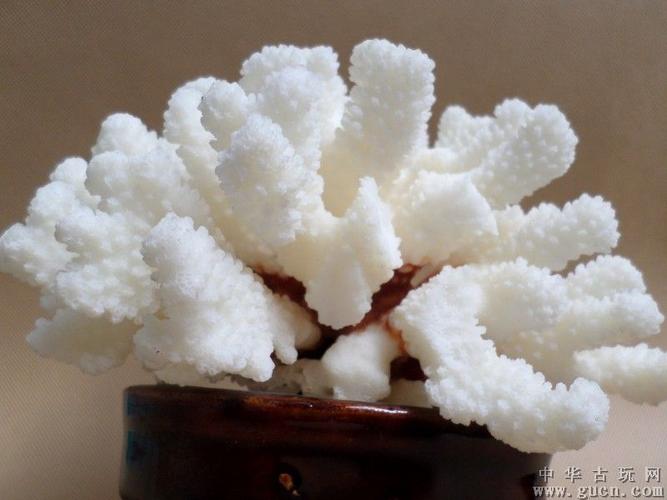 摆放白珊瑚禁忌