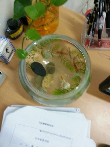 办公室金鱼死了风水好不好?办公室金鱼怎么养?