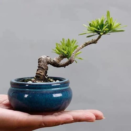 家里的财位可以摆罗汉松吗,做生意门口放罗汉松好吗?