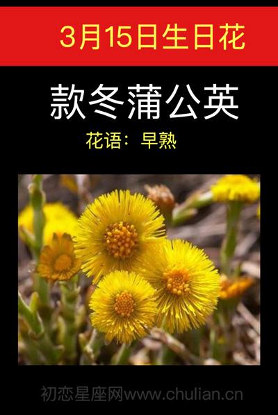 3月15日花语:款冬蒲公英,生日花语早熟