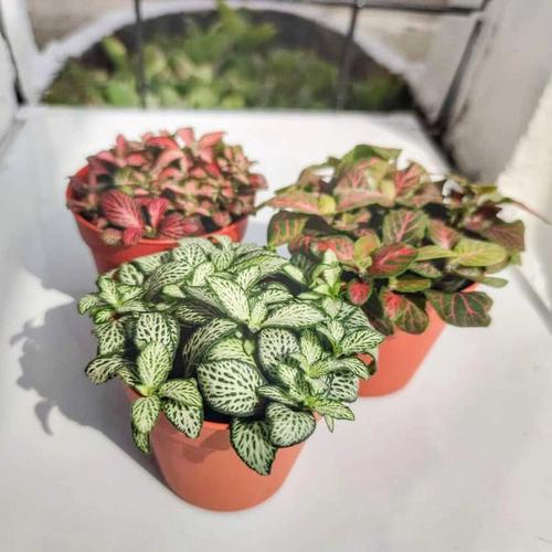 网纹草花语:理性、睿智