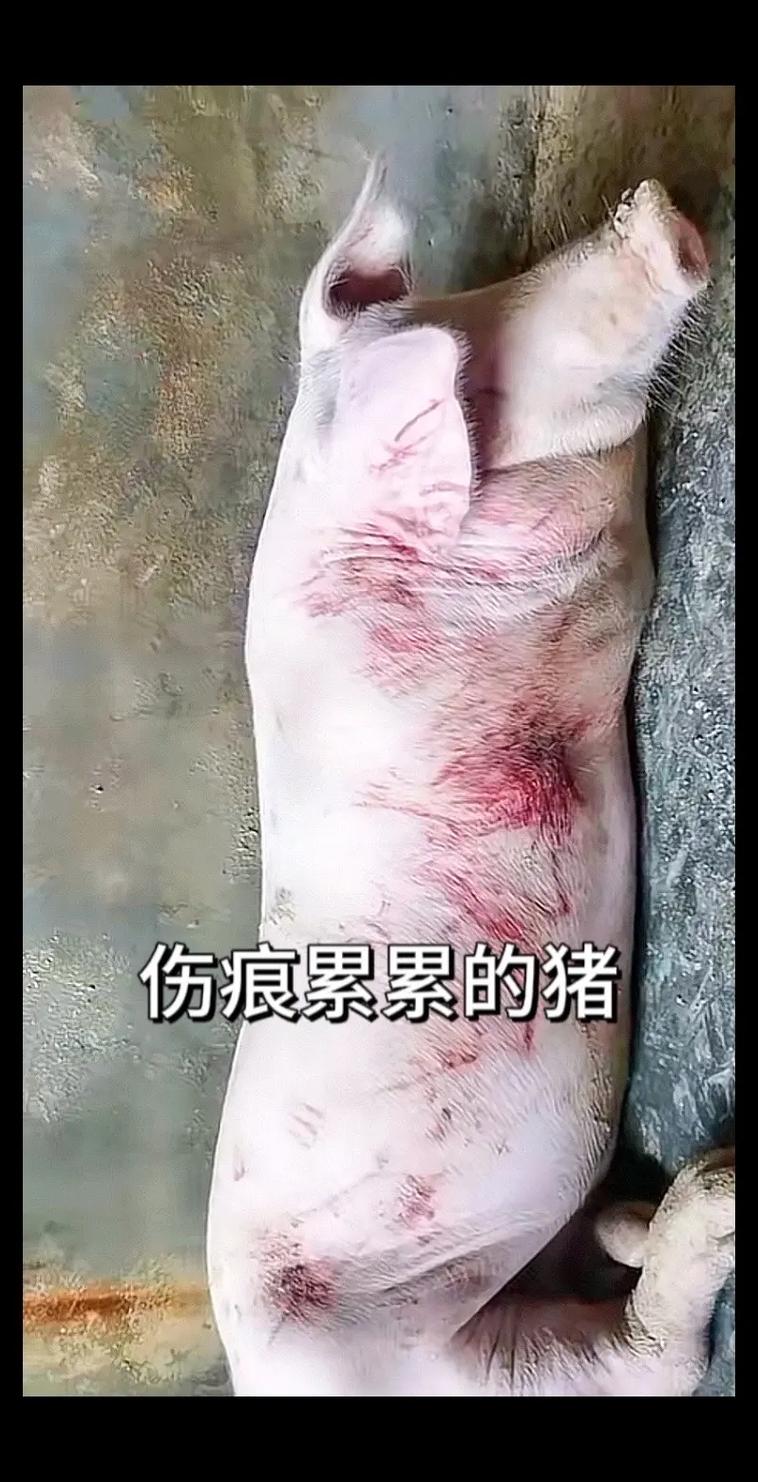 梦见母猪鱼人咬