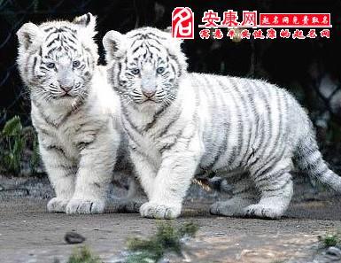 梦见小白老虎
