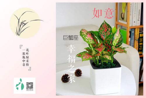 巨蟹座适合什么植物
