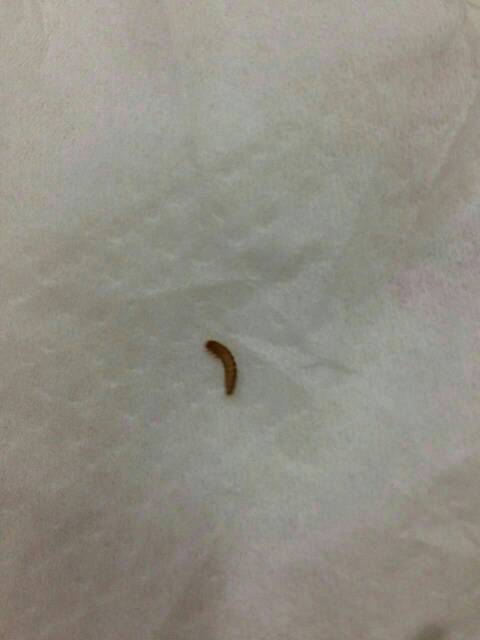 女人梦见床上好多虫子在爬