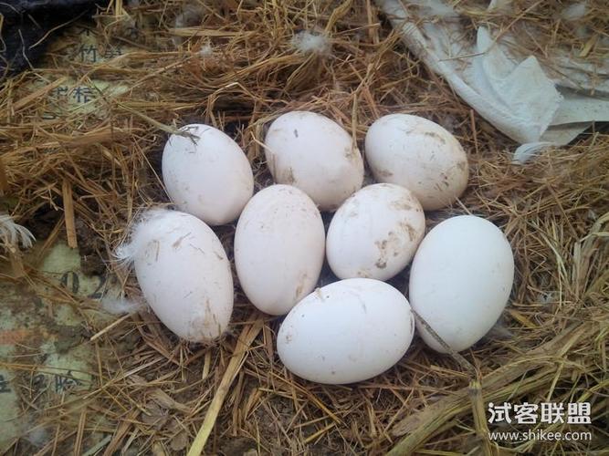梦见鹅蛋,不能太过情绪化