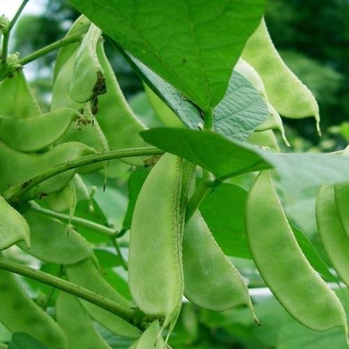 梦见扁豆角