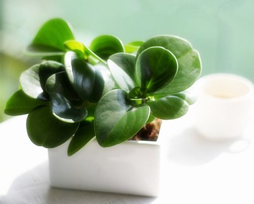 女性办公桌上摆放什么植物招桃花
