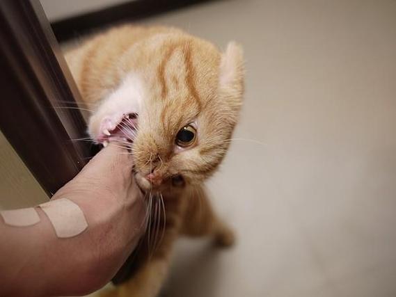 梦见朋友让猫咬了