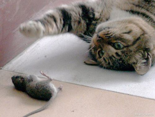 梦见杀死老鼠 梦见杀死老鼠和猫