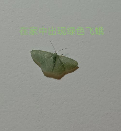飞蛾进家里风水说法