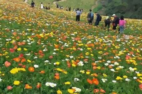 梦见鲜花草场