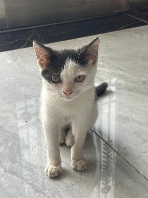 猫跑进家里是财还是灾