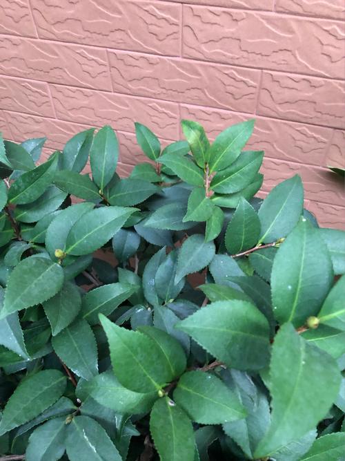 梦到茶花是什么征兆