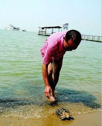 梦见捡甲鱼