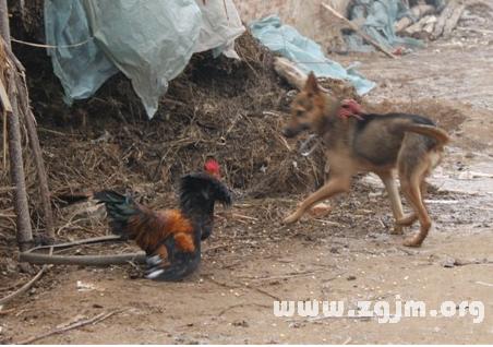 梦见鸡犬