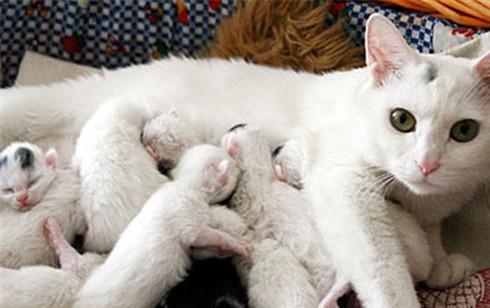 梦见猫生小猫 梦见猫生小猫是什么预兆 女性