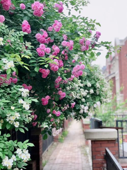 藤本蔷薇一年开几季花,藤本蔷薇花期