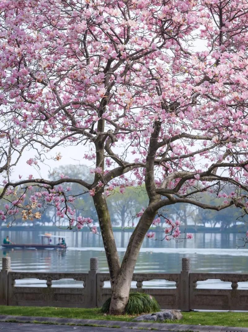 儿童节后桃花飞舞