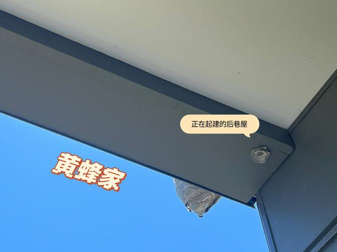 黄蜂筑巢在窗户上代表风水好吗