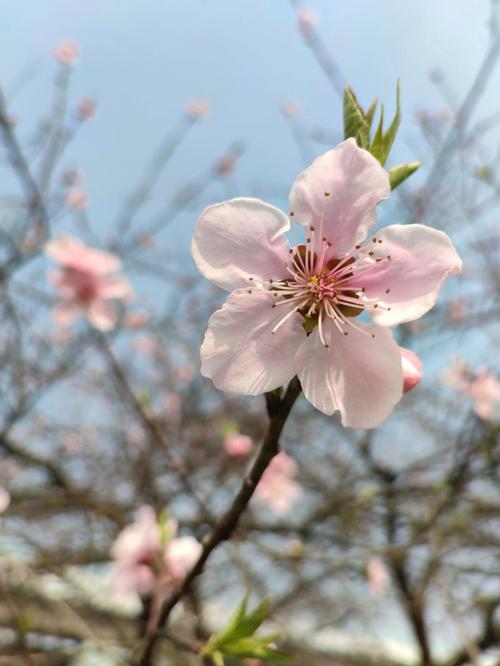 漂亮的桃花
