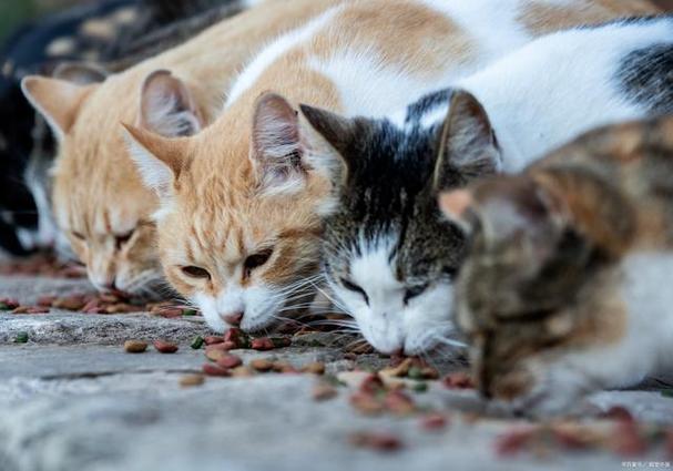 梦见好多猫在跑是什么意思