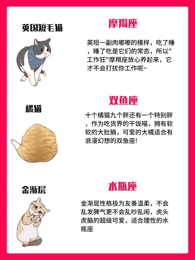 12星座最适合养什么猫双子座