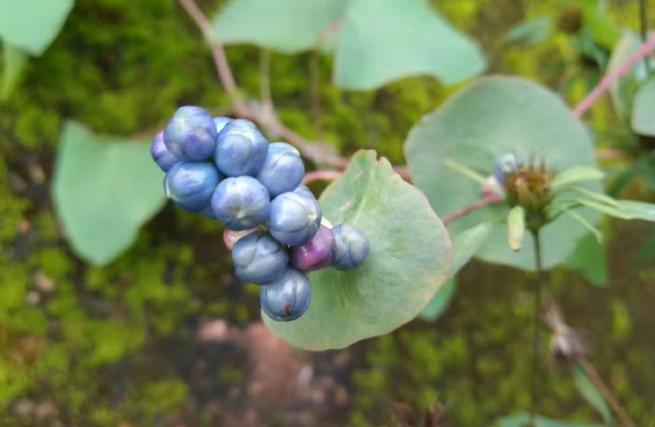易玄:生肖蛇一周运势