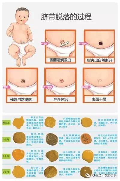 肚脐的体相解析