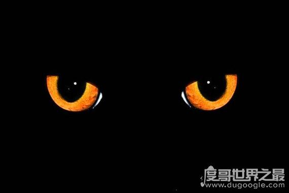 梦见脸孔