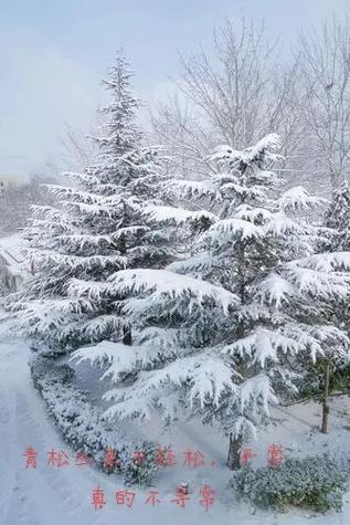 梦见大雪压青松