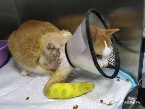 梦见虐猫虐狗被缠着