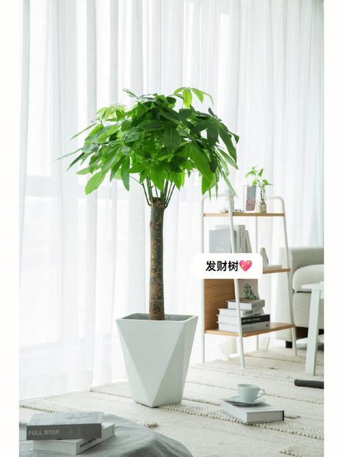 客厅室内植物风水的讲究有哪些?