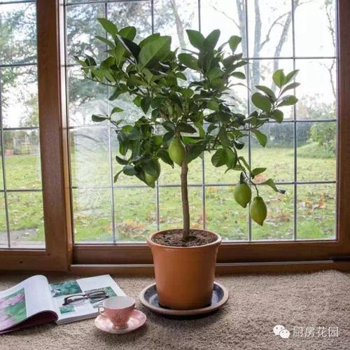 无花果树与庭院风水的关系