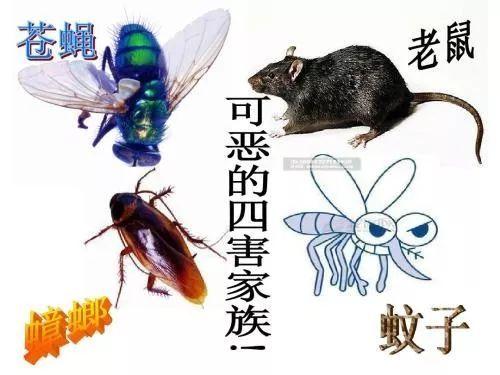 老鼠虽为四害之首仍能生存的21个理由