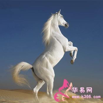 梦见白马怎么回事是什么意思