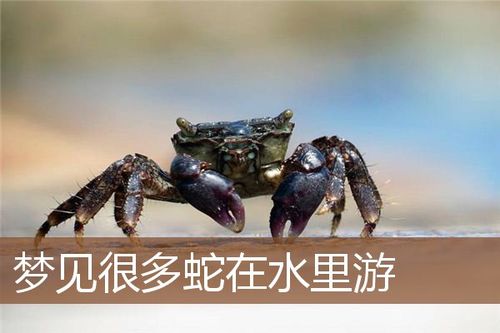 梦见许多蛇在水里游的吉凶