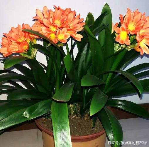 属狗的人最喜欢送爱人什么花