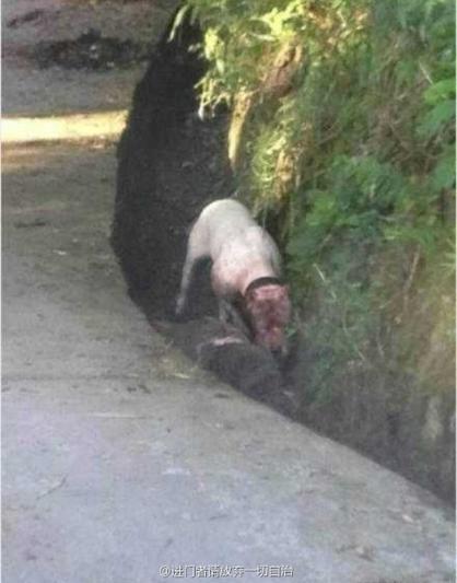 梦见狗咬死人是什么意思