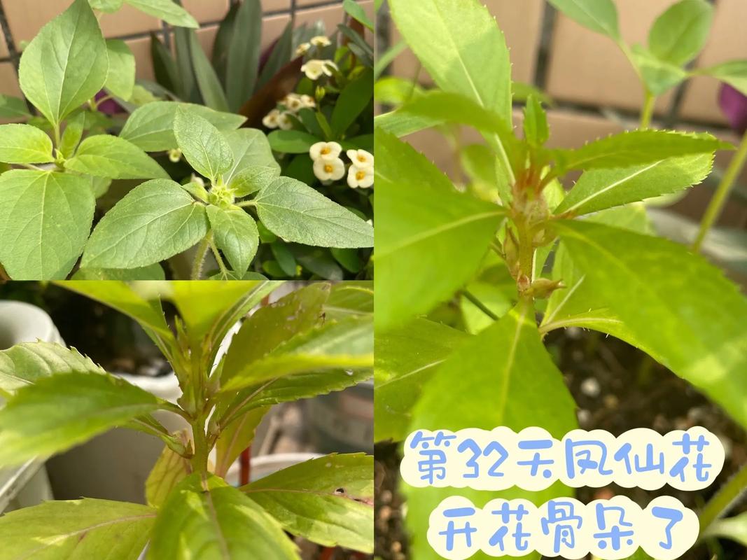 凤仙花的花语,凤仙花的故事