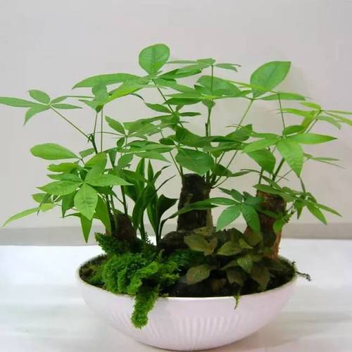 聚财的风水植物